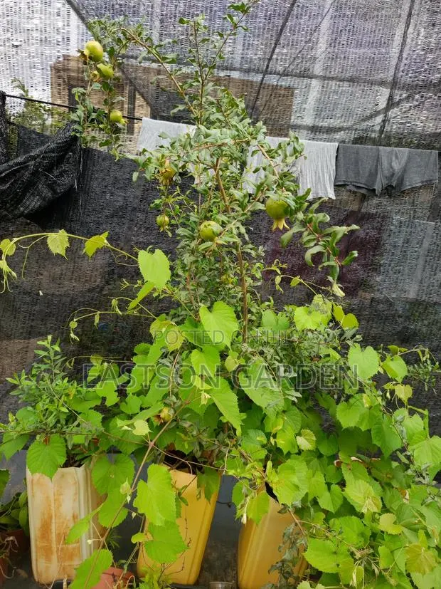 Exotic Pomegranate Seedlings Dwarf Tree · Photo 2