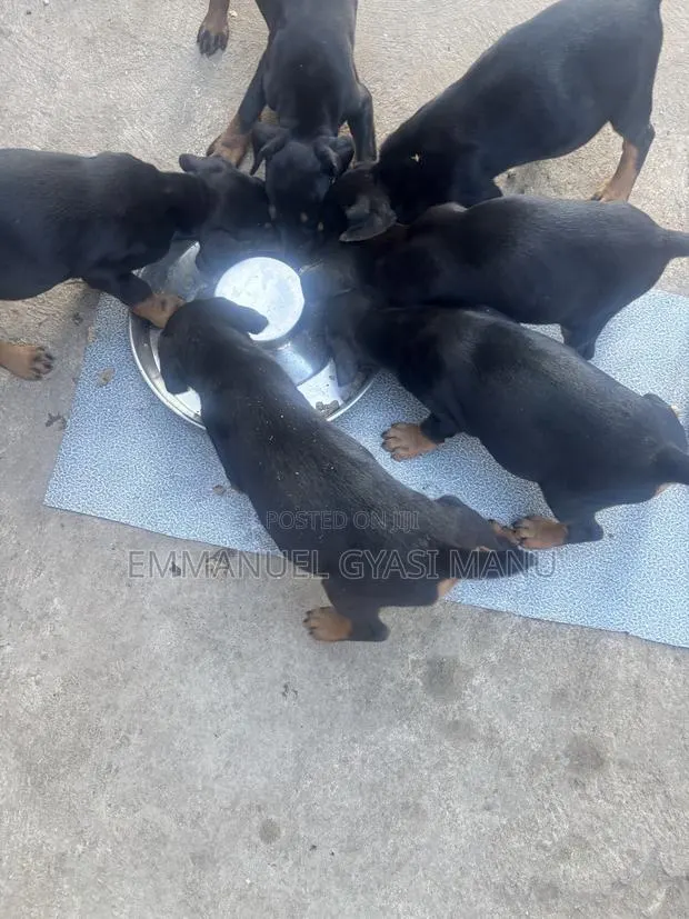1-3 months Male Purebred Doberman Pinscher · Photo 1