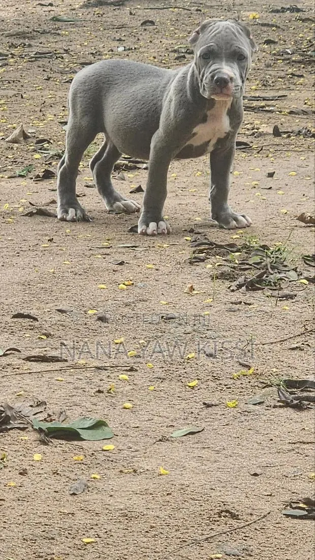 1-3 months Female Purebred American Pit Bull Terrier · Photo 1