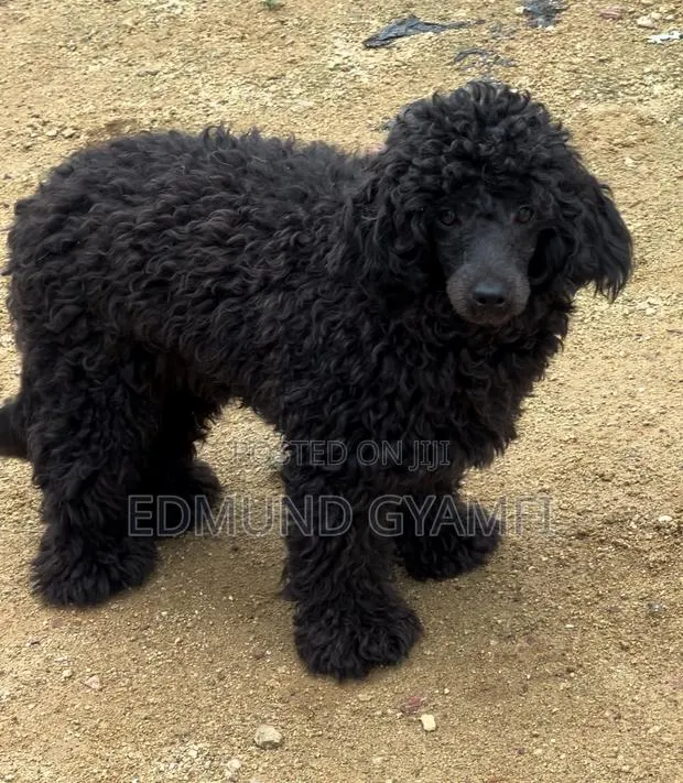 6-12 months Male Purebred Poodle · Photo 1