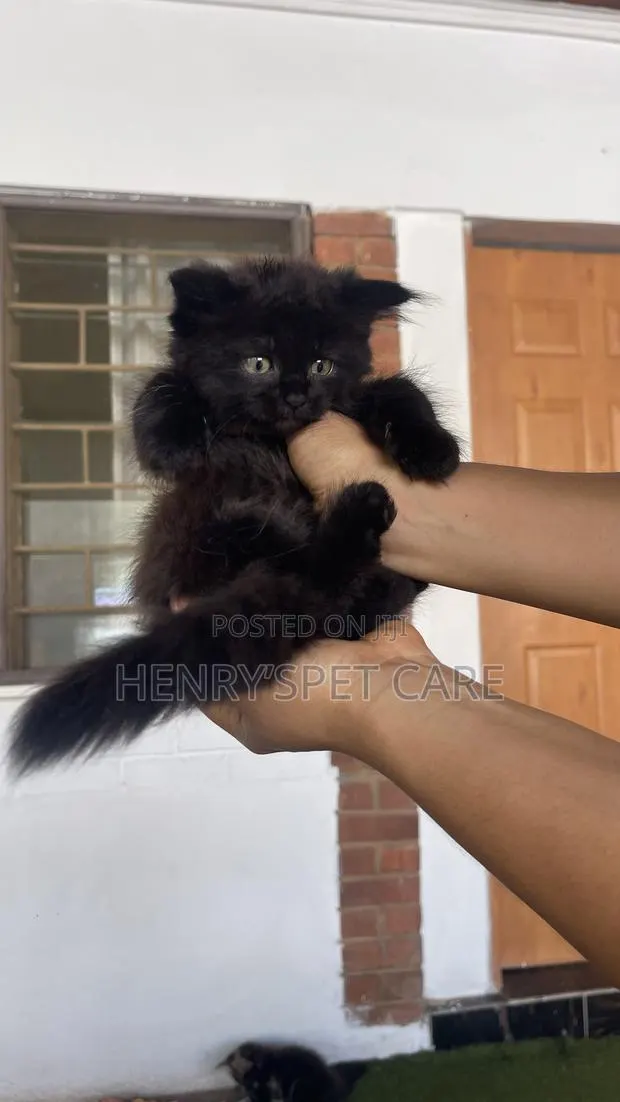 1-3 months Female Purebred Maine Coon