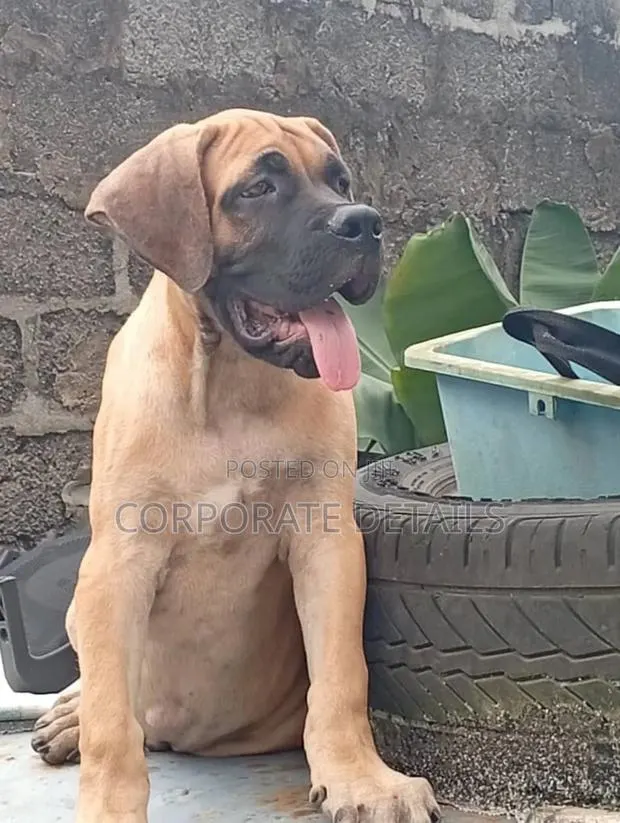 1-3 months Female Purebred Boerboel · Photo 1