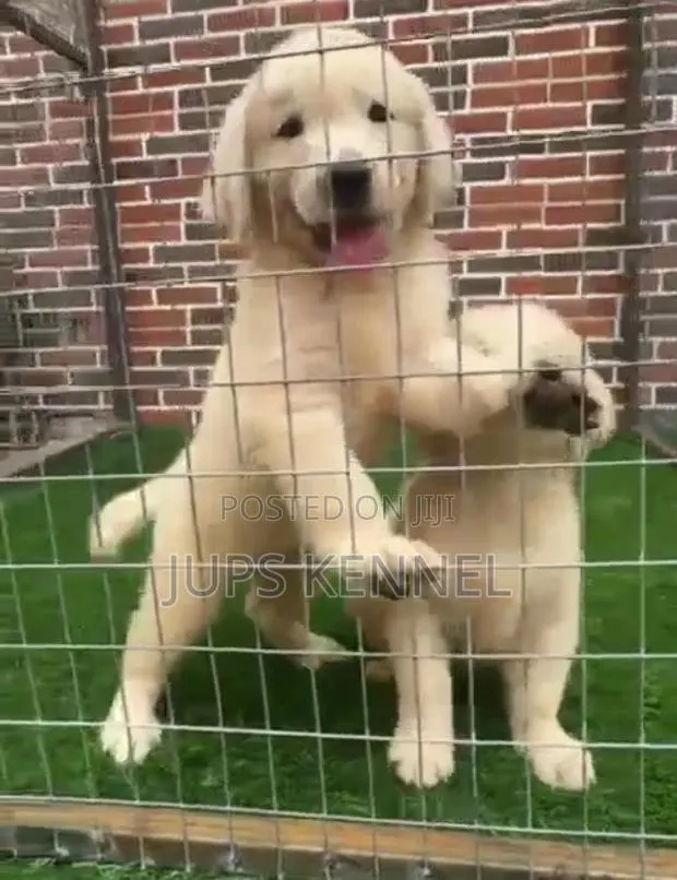 1-3 months Female Purebred Golden Retriever · Photo 1