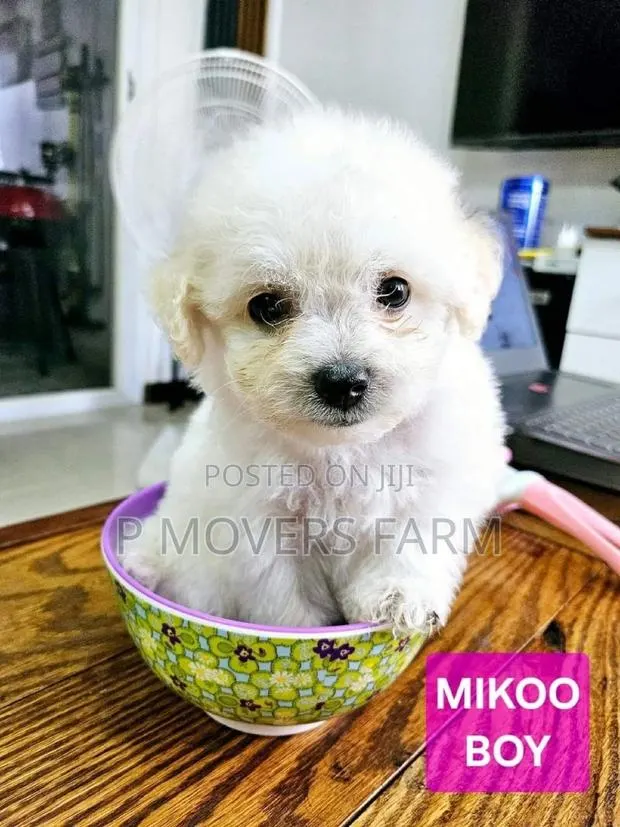 3-6 months Male Purebred Maltese · Photo 1