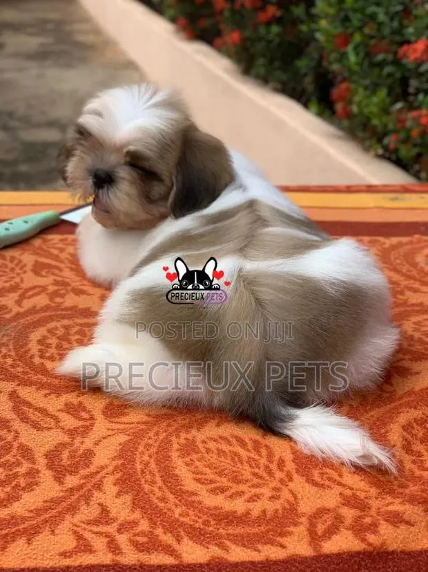 1-3 Month Male Purebred Shih Tzu · Photo 1