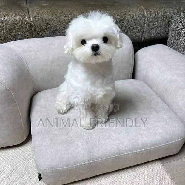 1-3 months Female Purebred Poodle · Photo 1