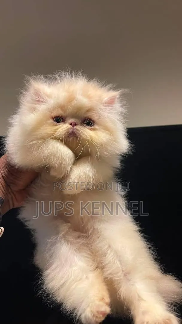 1-3 months Male Purebred Persian · Photo 1