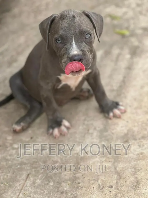 1-3 months Male Purebred American Bully · Photo 1