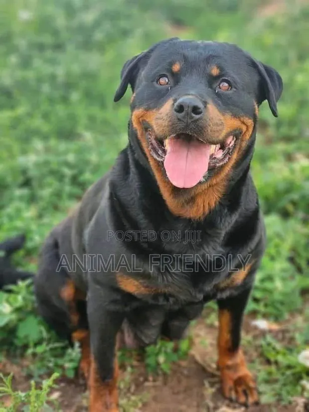 1-3 months Female Purebred Rottweiler · Photo 1