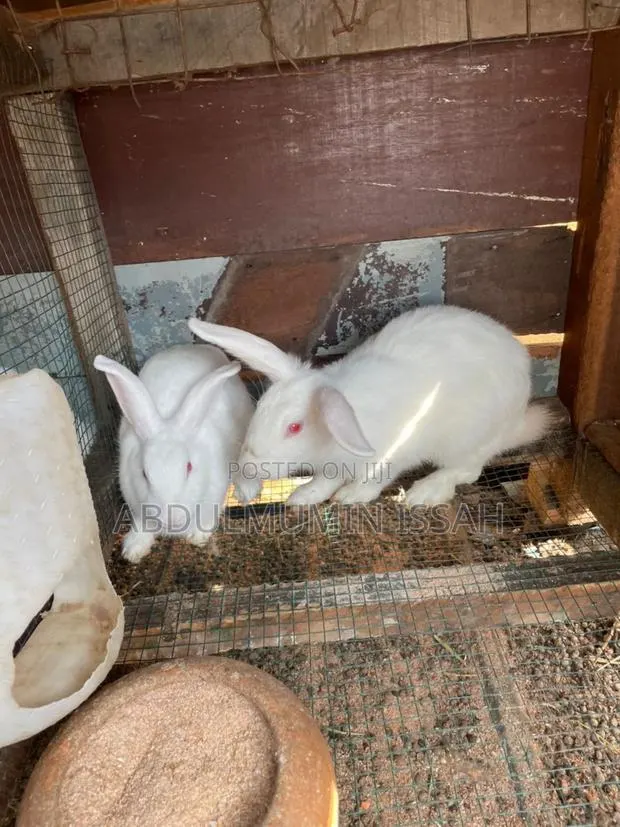Rabbit Animal · Photo 2