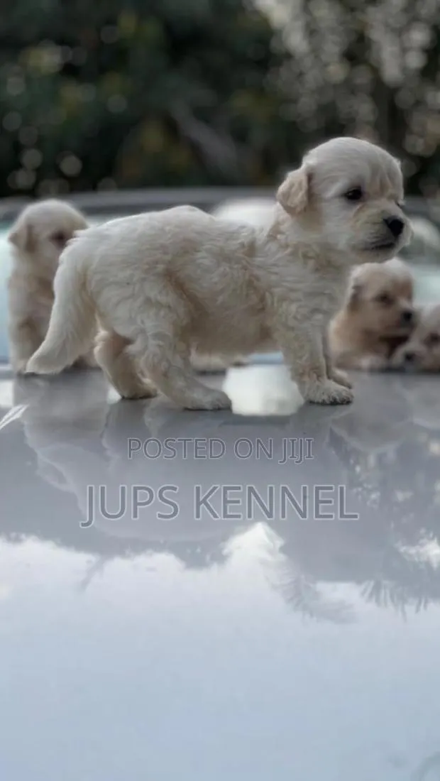 1-3 months Male Purebred Poodle · Photo 1