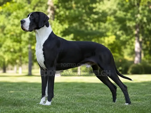 0-1 month Female Purebred Great Dane · Photo 1