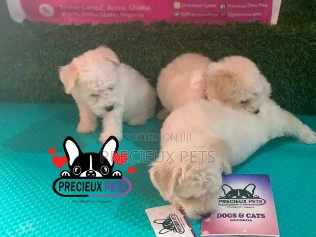 1-3 months Female Mixed Breed Maltipoo · Photo 1