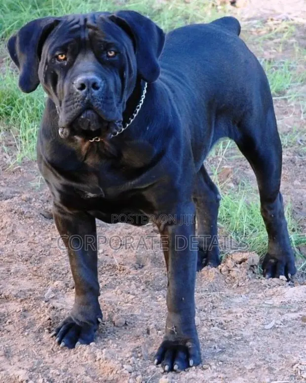6-12 months Male Purebred Boerboel · Photo 1