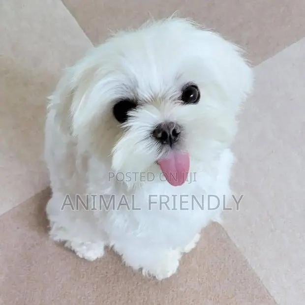 1-3 months Female Purebred Maltese · Photo 1