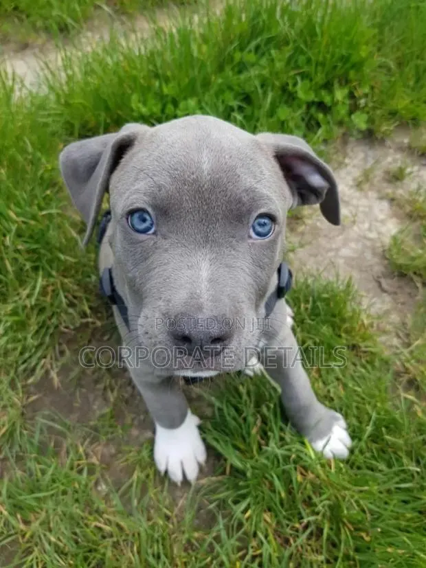 1-3 months Male Purebred American Pit Bull Terrier · Photo 1