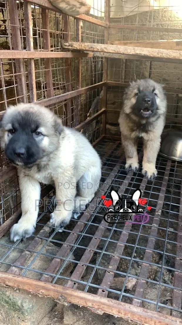 1-3 months Female Purebred Caucasian Shepherd · Photo 1
