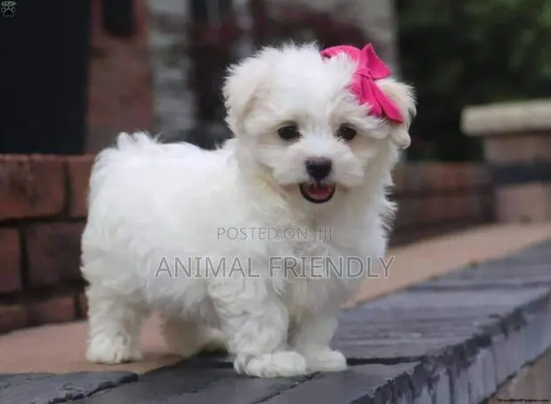 1-3 months Male Purebred Maltese · Photo 1