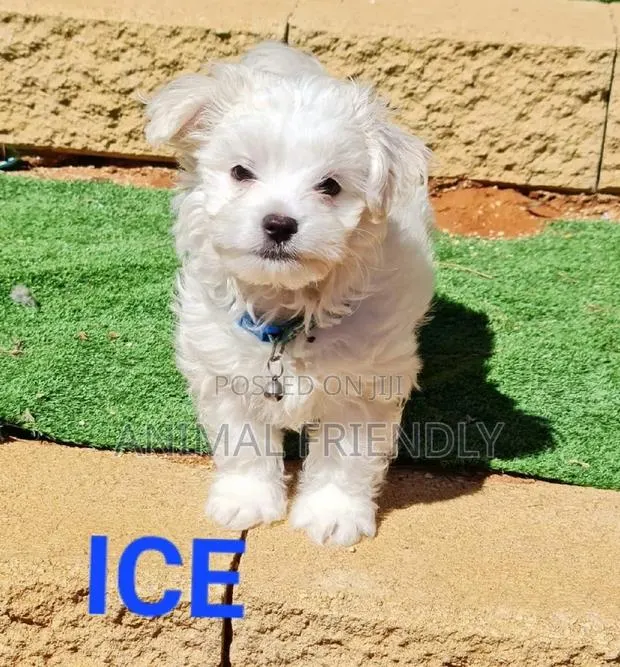 1-3 months Male Purebred Poodle · Photo 1