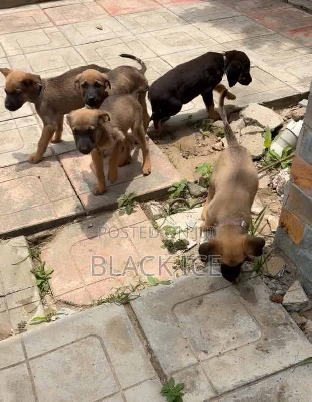 1-3 months Male Mixed Breed German Shepherd · Photo 1