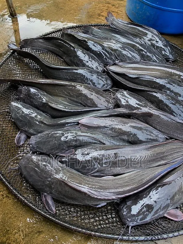 Catfish in Bulk · Photo 1