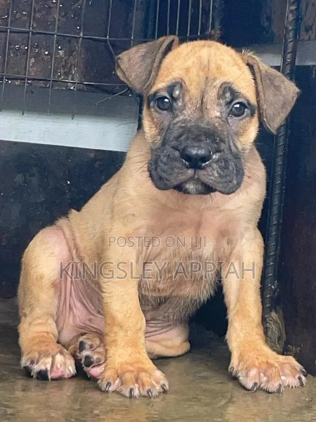 1-3 months Female Purebred Boerboel · Photo 1