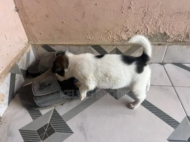 1-3 months Male Purebred Dog · Photo 1