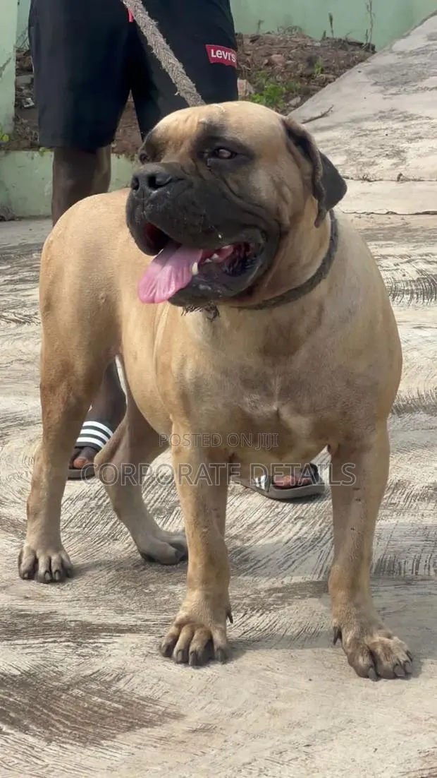 1+ year Female Purebred Boerboel · Photo 1
