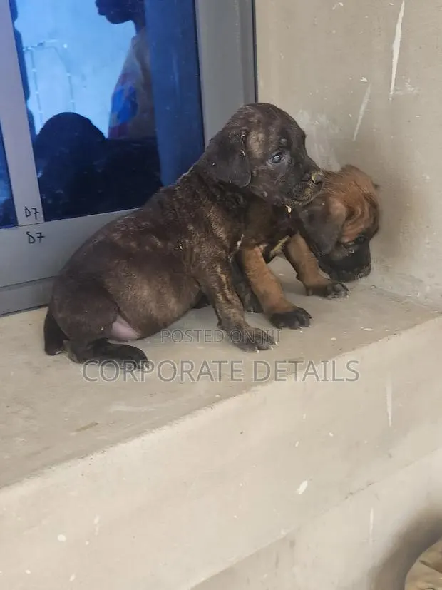 1-3 months Male Purebred Boerboel · Photo 1