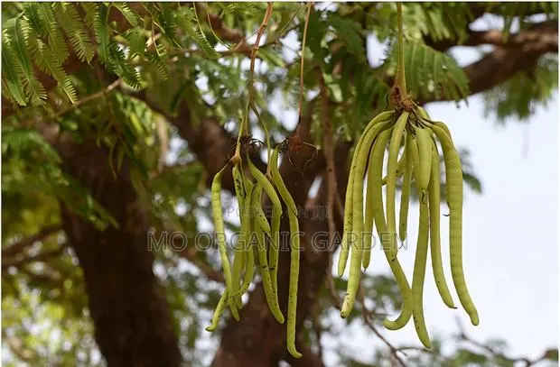 African Locust Bean (Dawadawa)Plant · Photo 1