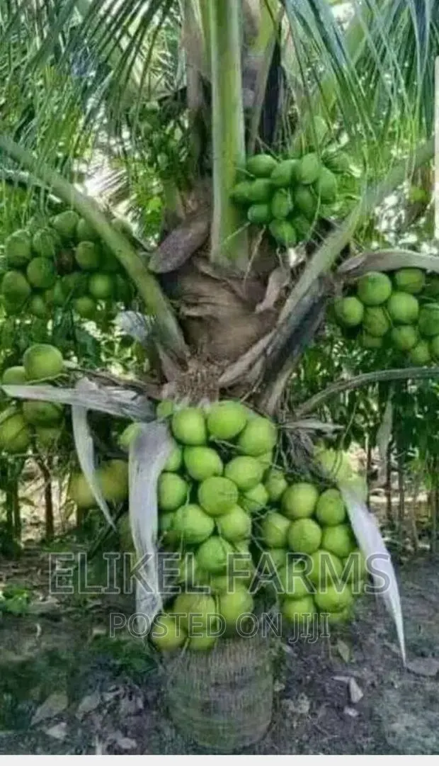 High Yielding Hybrid and Dwarf Coconut and Mango Seedlings · Photo 1
