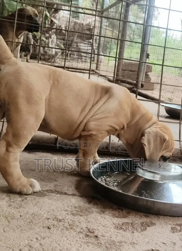 1-3 months Female Purebred Boerboel · Photo 1