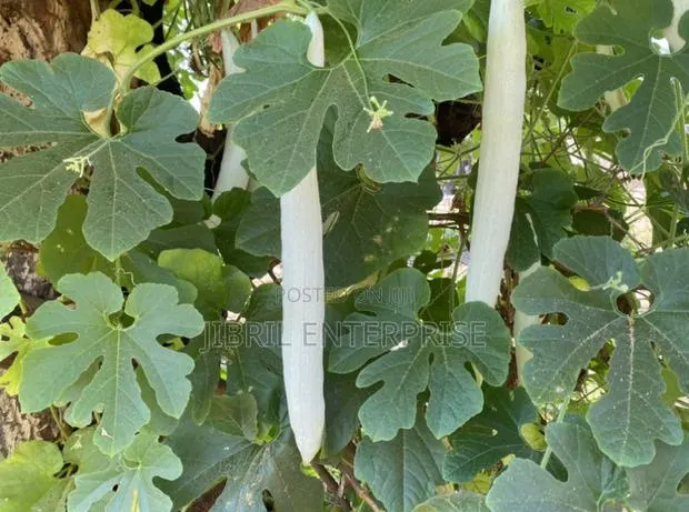 Snake Gourd Tomato Seeds · Photo 1