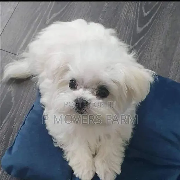 1-3 months Male Purebred Maltese · Photo 1