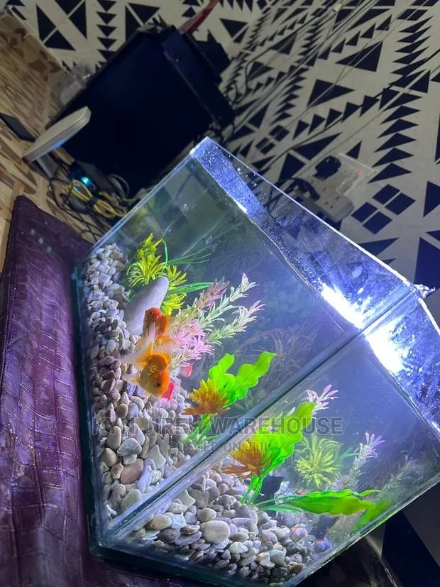 Tabletop Aquarium With 5 Fishes · Photo 1
