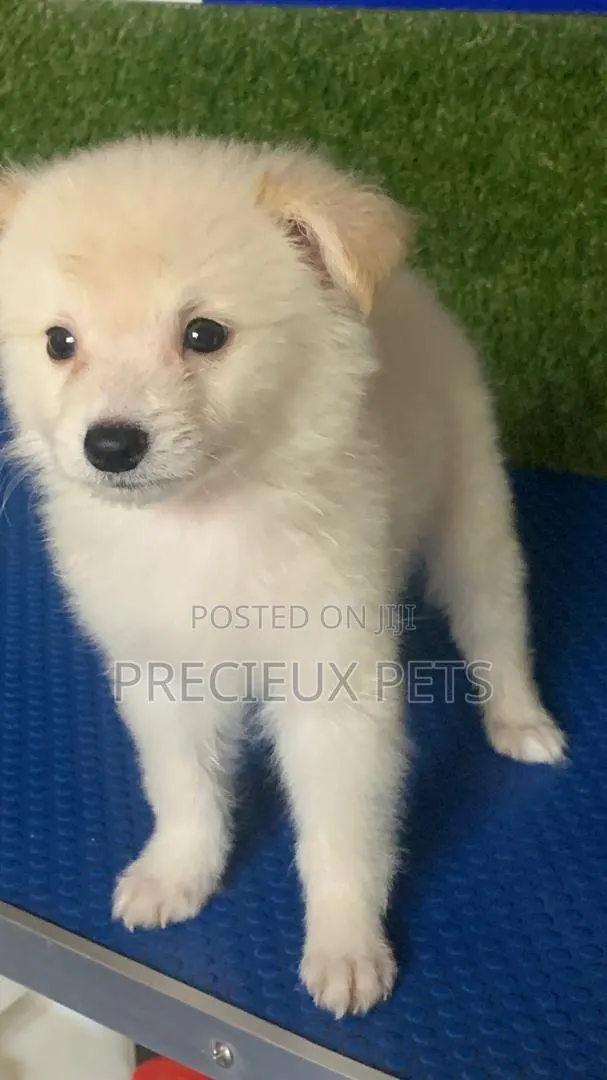 1-3 months Male Purebred American Eskimo · Photo 1