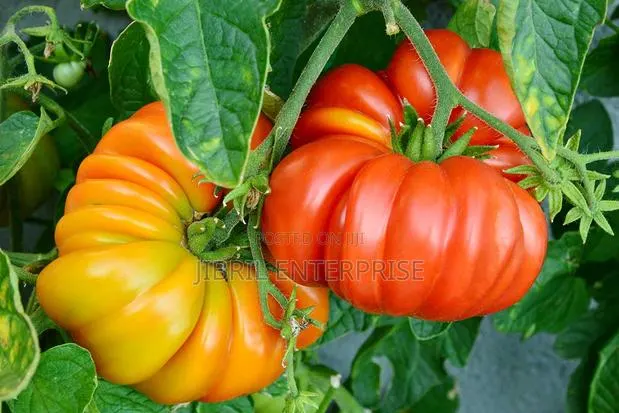 Certified Large Ribbed Tomato Seeds, High Yielding Variety · Photo 1