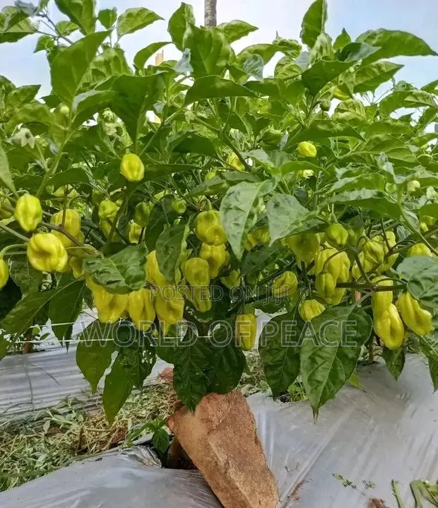 Perper Seed Is for Sale · Photo 1