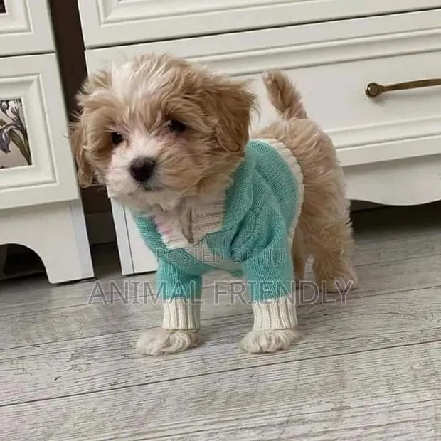 1-3 months Female Purebred Poodle · Photo 1