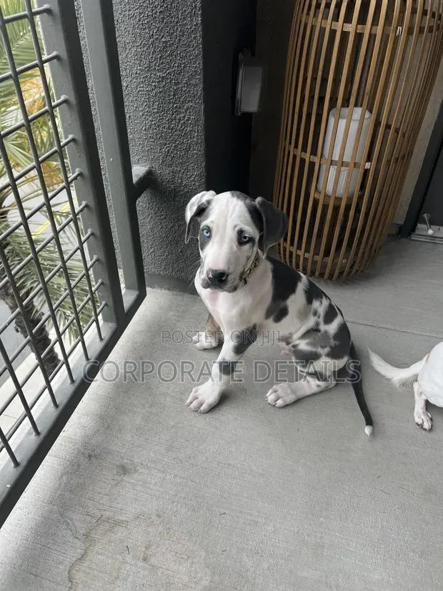 1-3 months Male Purebred Great Dane · Photo 1