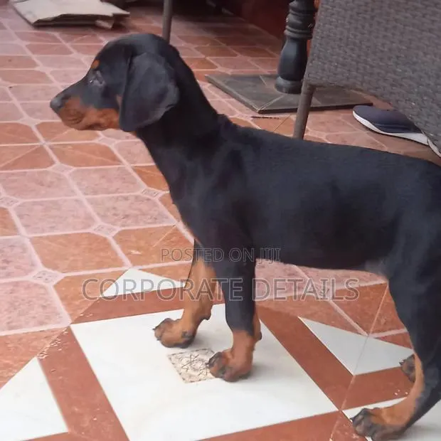 1-3 months Female Purebred Doberman Pinscher · Photo 1