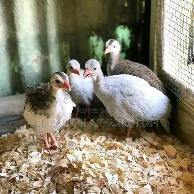 8 Weeks Guinea Keets · Photo 1