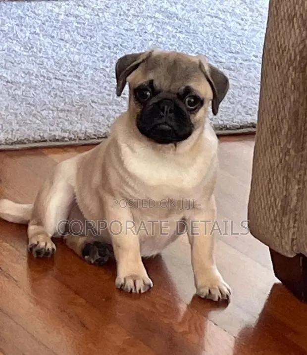 1-3 months Female Purebred Pug · Photo 1