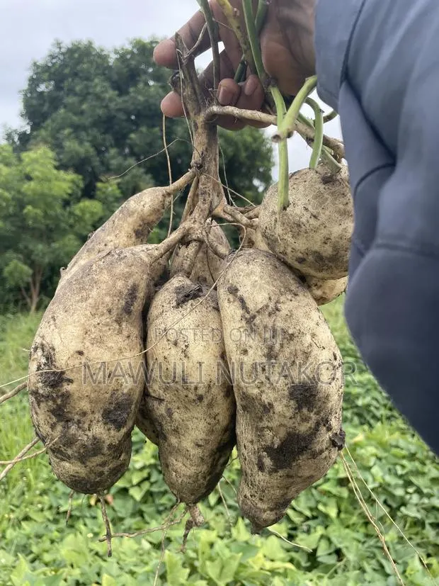 White Flesh Sweet Potatoes and Vines · Photo 1