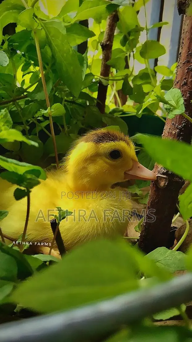 Belgian Muscovy Ducklings · Photo 1