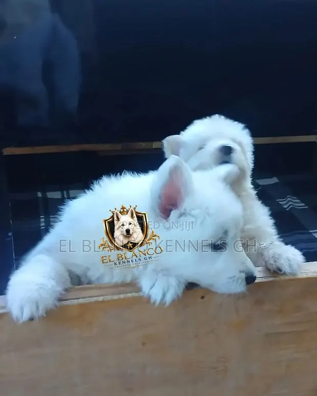 1-3 months Female Purebred White Shepherd · Photo 1