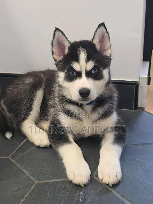1-3 months Male Purebred Siberian Husky · Photo 1