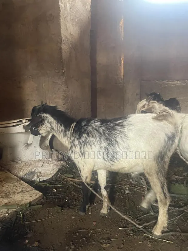 Female Health Goats · Photo 1
