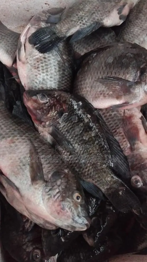 Fresh and Hygienic Voltage Cash Tilapia (3 Pieces) · Photo 1