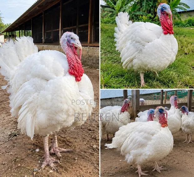 Healthy BBW Turkeys Available for Sale · Photo 1